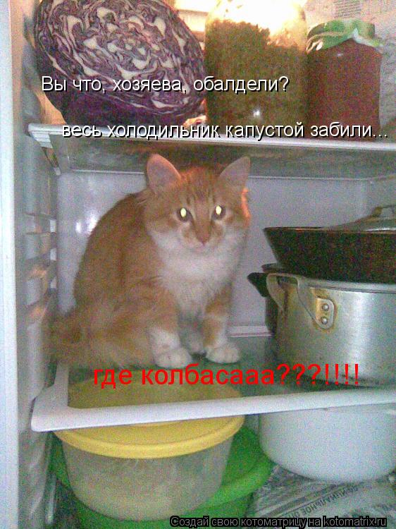 Вы что, хозяева, обалдели? где колбасааа???!!!! весь холодильник капустой забили...... Котоматрица: Вы что, хозяева, обалдели? где колбасааа???!!!! весь холодильник капустой забили...