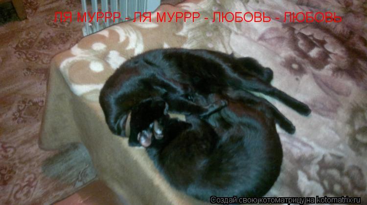 ЛЯ МУРРР - ЛЯ МУРРР - ЛЮБОВЬ - ЛЮБОВЬ... Котоматрица: ЛЯ МУРРР - ЛЯ МУРРР - ЛЮБОВЬ - ЛЮБОВЬ