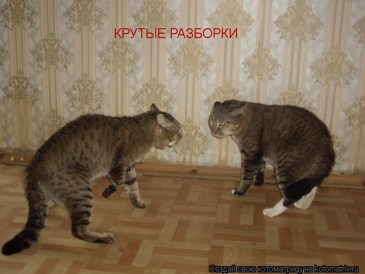КРУТЫЕ РАЗБОРКИ... Котоматрица: КРУТЫЕ РАЗБОРКИ