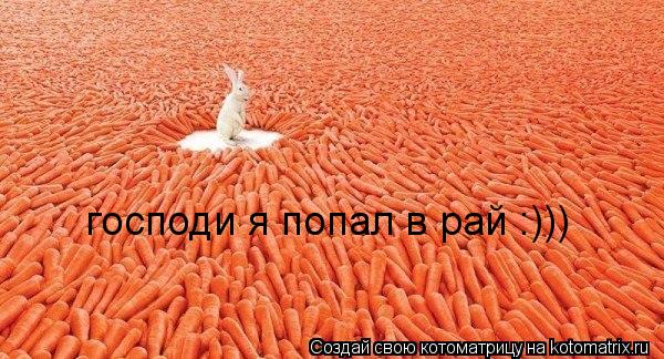 господи я попал в рай :)))... Котоматрица: господи я попал в рай :)))