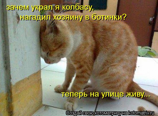 зачем украл я колбасу, нагадил хозяину в ботинки? теперь на улице живу...... Котоматрица: зачем украл я колбасу, нагадил хозяину в ботинки? теперь на улице живу...