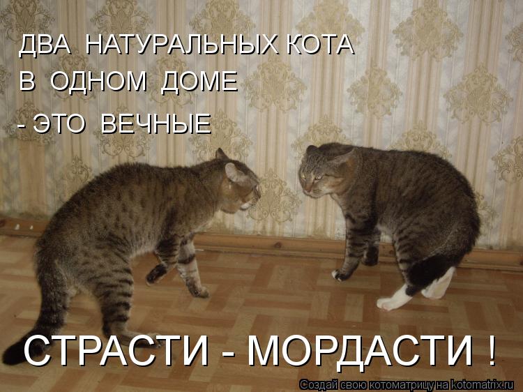 СТРАСТИ - МОРДАСТИ ! ДВА НАТУРАЛЬНЫХ КОТА В ОДНОМ ДОМЕ - ЭТО ВЕЧНЫЕ... Котоматрица: СТРАСТИ - МОРДАСТИ ! ДВА НАТУРАЛЬНЫХ КОТА В ОДНОМ ДОМЕ - ЭТО ВЕЧНЫЕ