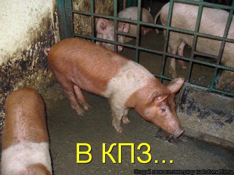 В КПЗ...... Котоматрица: В КПЗ...