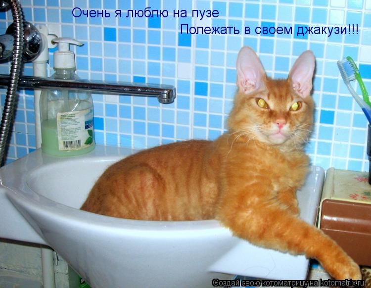 Очень я люблю на пузе Полежать в своем джакузи!!!... Котоматрица: Очень я люблю на пузе Полежать в своем джакузи!!!