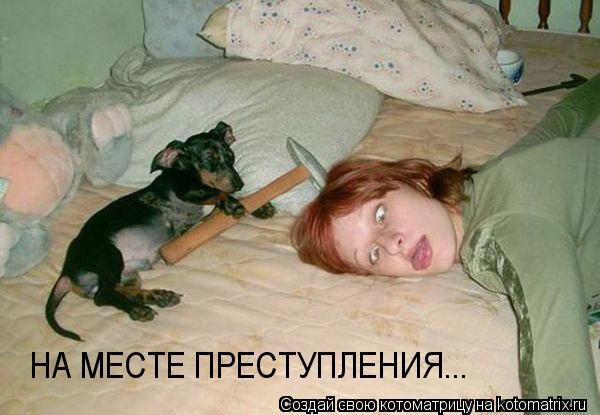 НА МЕСТЕ ПРЕСТУПЛЕНИЯ...... Котоматрица: НА МЕСТЕ ПРЕСТУПЛЕНИЯ...