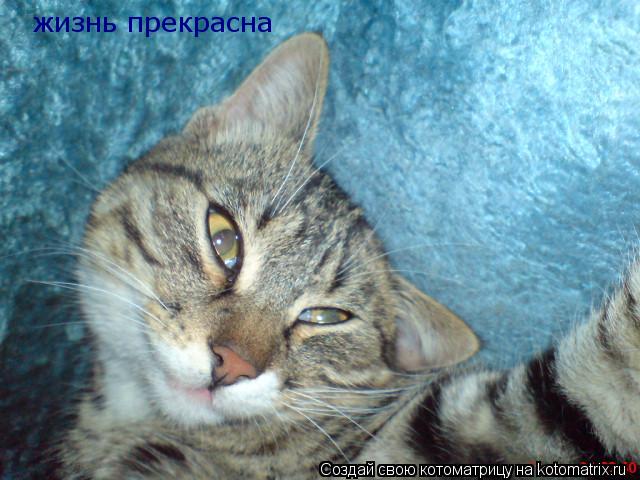 жизнь прекрасна... Котоматрица: жизнь прекрасна
