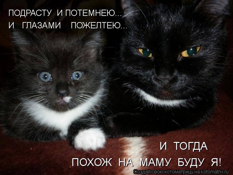 ПОДРАСТУ И ПОТЕМНЕЮ... И ГЛАЗАМИ ПОЖЕЛТЕЮ... И ТОГДА ПОХОЖ НА МАМУ БУДУ Я!... Котоматрица: ПОДРАСТУ И ПОТЕМНЕЮ... И ГЛАЗАМИ ПОЖЕЛТЕЮ... И ТОГДА ПОХОЖ НА МАМУ БУДУ Я!