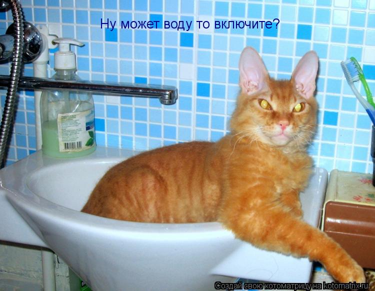 Ну может воду то включите?... Котоматрица: Ну может воду то включите?