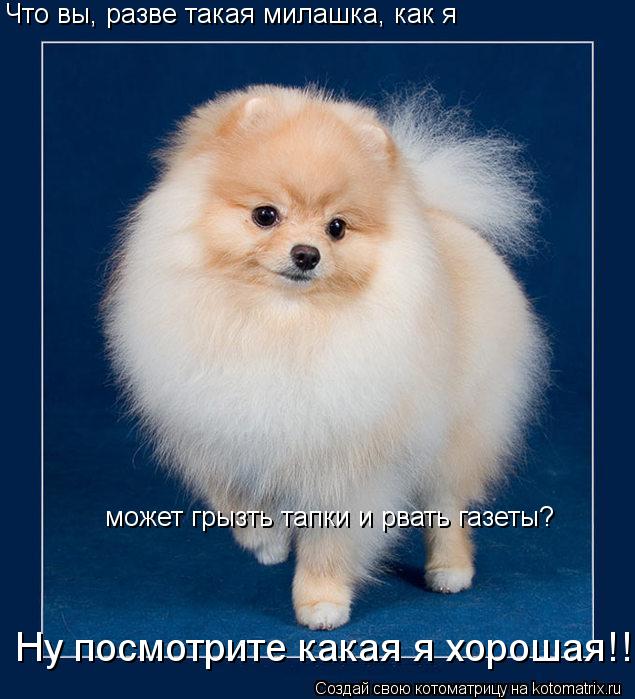 Что вы, разве такая милашка, как я может грызть тапки и рвать газеты? Ну посмотрите какая я хорошая!!... Котоматрица: Что вы, разве такая милашка, как я может грызть тапки и рвать газеты? Ну посмотрите какая я хорошая!!!