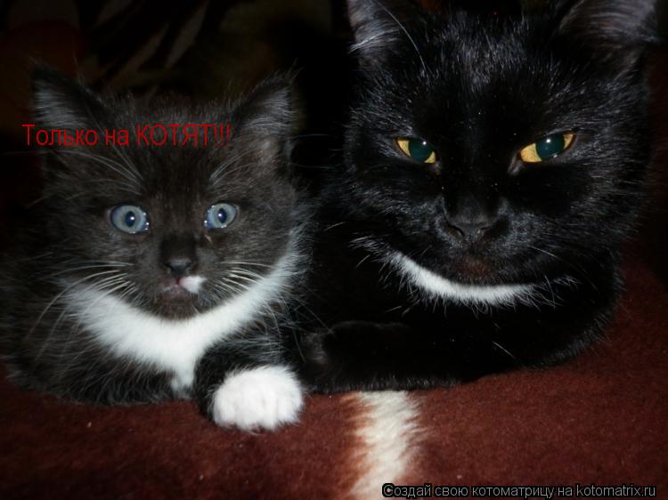 Только на КОТЯТ!!!... Котоматрица: Только на КОТЯТ!!!