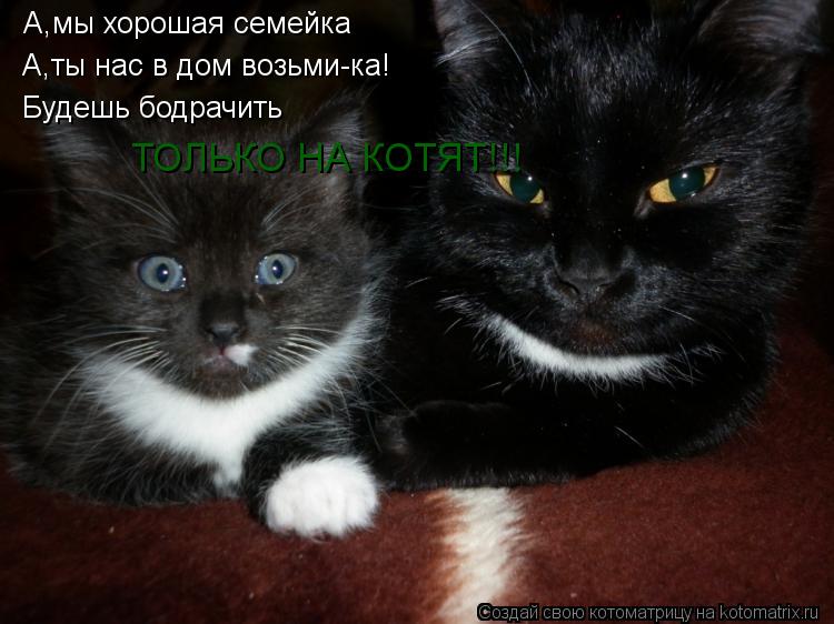 А,мы хорошая семейка А,ты нас в дом возьми-ка! Будешь бодрачить ТОЛЬКО НА КОТЯТ!!!... Котоматрица: А,мы хорошая семейка А,ты нас в дом возьми-ка! Будешь бодрачить ТОЛЬКО НА КОТЯТ!!!