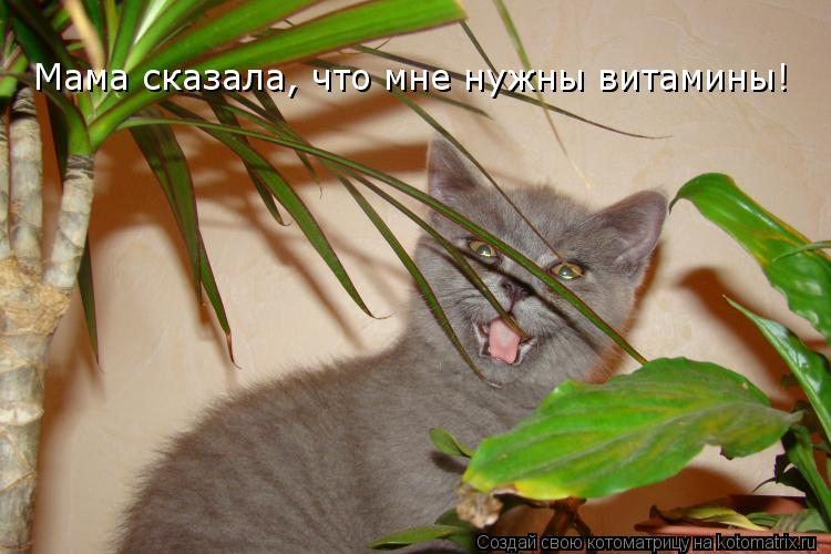Мама сказала, что мне нужны витамины!... Котоматрица: Мама сказала, что мне нужны витамины!