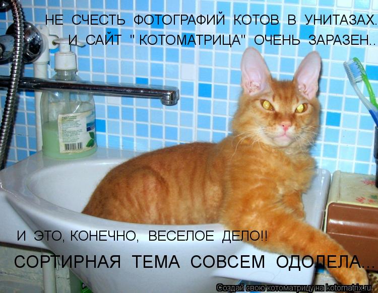 СОРТИРНАЯ ТЕМА СОВСЕМ ОДОЛЕЛА... И ЭТО, КОНЕЧНО, ВЕСЕЛОЕ ДЕЛО!! НЕ СЧЕСТЬ ФОТОГРАФИЙ КОТОВ ... Котоматрица: СОРТИРНАЯ ТЕМА СОВСЕМ ОДОЛЕЛА... И ЭТО, КОНЕЧНО, ВЕСЕЛОЕ ДЕЛО!! НЕ СЧЕСТЬ ФОТОГРАФИЙ КОТОВ В УНИТАЗАХ... И САЙТ " КОТОМАТРИЦА" ОЧЕНЬ ЗА