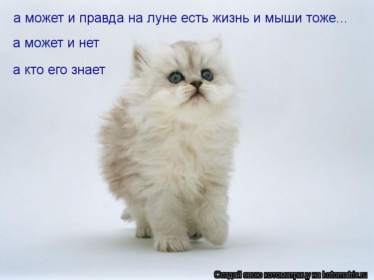 а может и правда на луне есть жизнь и мыши тоже... а может и нет а кто его знает... Котоматрица: а может и правда на луне есть жизнь и мыши тоже... а может и нет а кто его знает