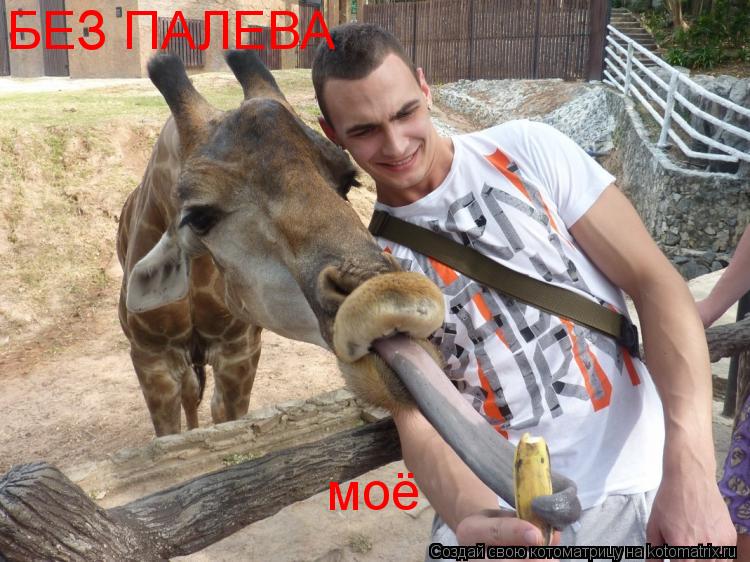 БЕЗ ПАЛЕВА моё... Котоматрица: БЕЗ ПАЛЕВА моё
