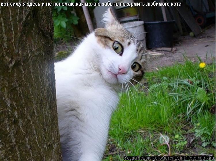 вот сижу я здесь и не понемаю,как можно забыть покормить любимого кота... Котоматрица: вот сижу я здесь и не понемаю,как можно забыть покормить любимого кота