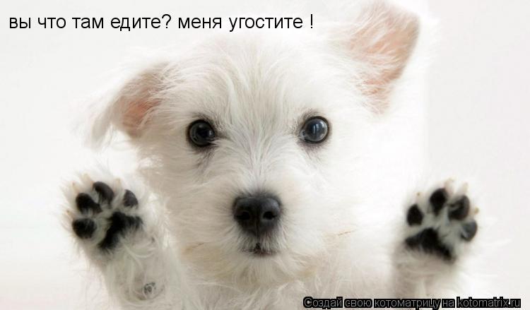 вы что там едите? меня угостите !... Котоматрица: вы что там едите? меня угостите !