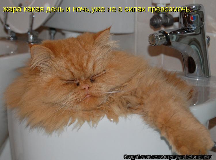 жара какая день и ночь,уже не в силах превозмочь...... Котоматрица: жара какая день и ночь,уже не в силах превозмочь...