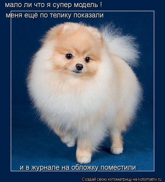 мало ли что я супер модель ! меня ещё по телику показали и в журнале на обложку поместили... Котоматрица: мало ли что я супер модель ! меня ещё по телику показали и в журнале на обложку поместили