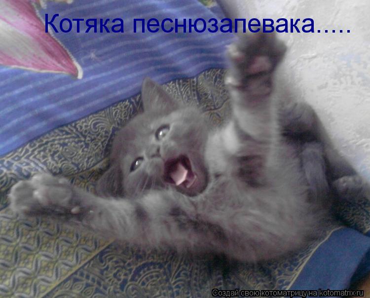 Котяка песнюзапевака........ Котоматрица: Котяка песнюзапевака.....