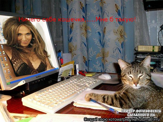 Ничего себе кошечка.....Мне б такую!... Котоматрица: Ничего себе кошечка.....Мне б такую!