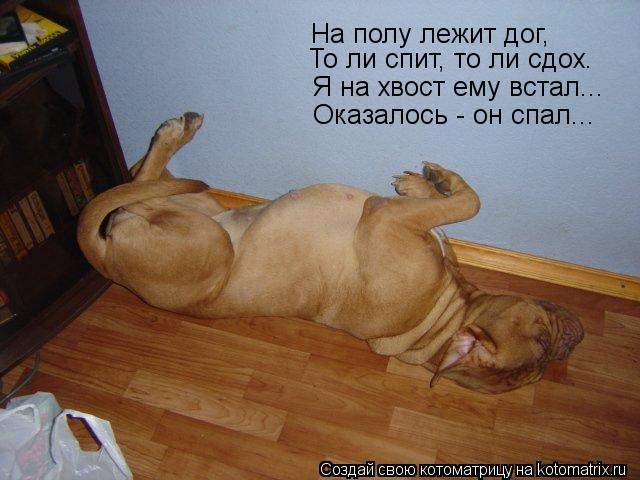 На полу лежит дог, То ли спит, то ли сдох. Я на хвост ему встал... Оказалось - он спал...... Котоматрица: На полу лежит дог, То ли спит, то ли сдох. Я на хвост ему встал... Оказалось - он спал...