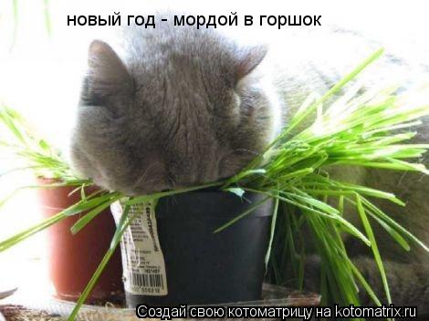 новый год - мордой в горшок... Котоматрица: новый год - мордой в горшок