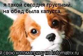 я такой сегодня грустный. на обед была капуста,... Котоматрица: я такой сегодня грустный. на обед была капуста,