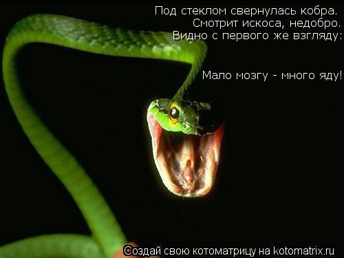 Под стеклом свернулась кобра. Смотрит искоса, недобро. Видно с первого же взгляду: Мало мозгу - много... Котоматрица: Под стеклом свернулась кобра. Смотрит искоса, недобро. Видно с первого же взгляду: Мало мозгу - много яду!