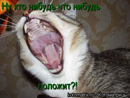 Ну кто нибудь что нибудь положит?!... Котоматрица: Ну кто нибудь что нибудь положит?!