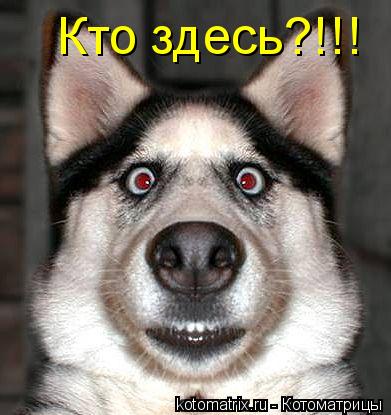 Кто здесь?!!!... Котоматрица: Кто здесь?!!!