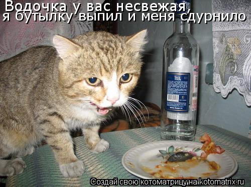 Водочка у вас несвежая, я бутылку выпил и меня сдурнило... Котоматрица: Водочка у вас несвежая, я бутылку выпил и меня сдурнило