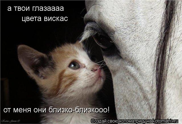 а твои глазаааа цвета вискас от меня они близко-близкооо!... Котоматрица: а твои глазаааа цвета вискас от меня они близко-близкооо!