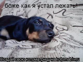 боже как я устал лежать!... Котоматрица: боже как я устал лежать!