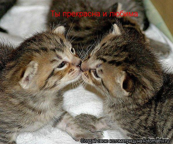 Ты прекрасна и любима... Котоматрица: Ты прекрасна и любима