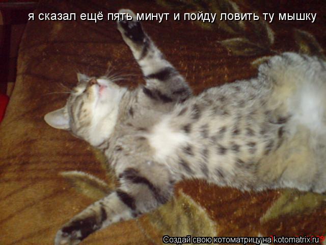 я сказал ещё пять минут и пойду ловить ту мышку... Котоматрица: я сказал ещё пять минут и пойду ловить ту мышку