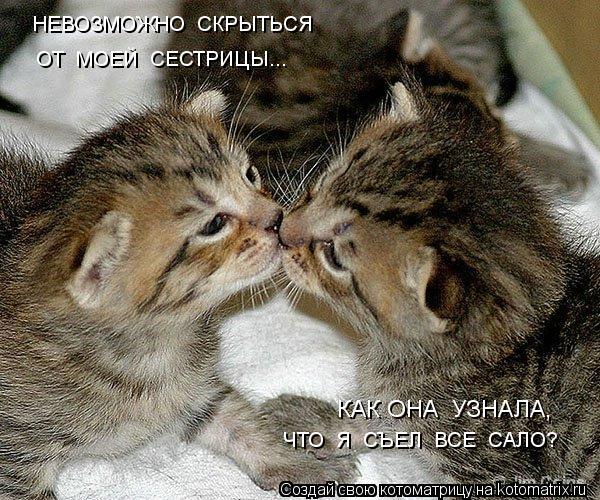 НЕВОЗМОЖНО СКРЫТЬСЯ ОТ МОЕЙ СЕСТРИЦЫ... ЧТО Я СЪЕЛ ВСЕ САЛО? КАК ОНА УЗНАЛА,... Котоматрица: НЕВОЗМОЖНО СКРЫТЬСЯ ОТ МОЕЙ СЕСТРИЦЫ... ЧТО Я СЪЕЛ ВСЕ САЛО? КАК ОНА УЗНАЛА,