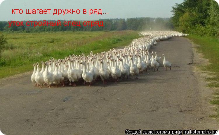 кто шагает дружно в ряд... уток стройный спец отряд... Котоматрица: кто шагает дружно в ряд... уток стройный спец отряд