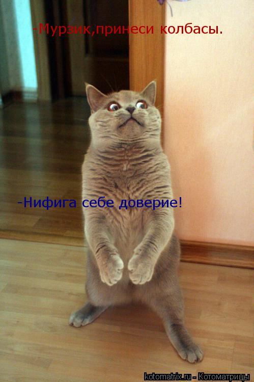 Котоматрица: -Мурзик,принеси колбасы. -Мурзик,принеси колбасы. -Нифига себе доверие!