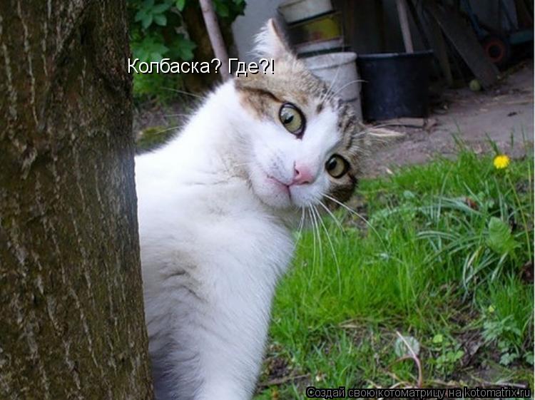Котоматрица: Колбаска? Где?!