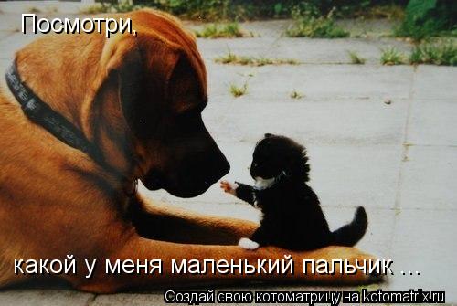 Котоматрица: Посмотри,  какой у меня маленький пальчик ...