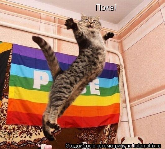 Котоматрица: Пока!