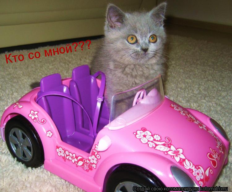 Котоматрица: Кто со мной???