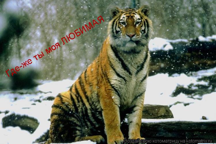 Котоматрица: Где-же ты моя ЛЮБИМАЯ