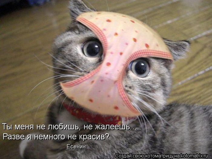 Котоматрица: Ты меня не любишь, не жалеешь... Разве я немного не красив? Есенин