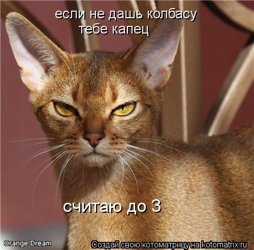 Котоматрица: если не дашь колбасу тебе капец считаю до 3