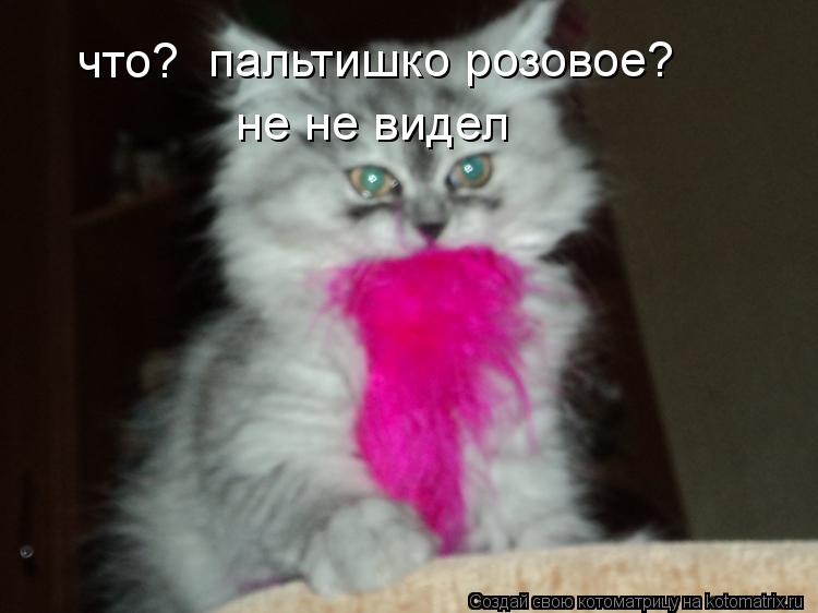 Котоматрица: что? пальтишко розовое? не не видел