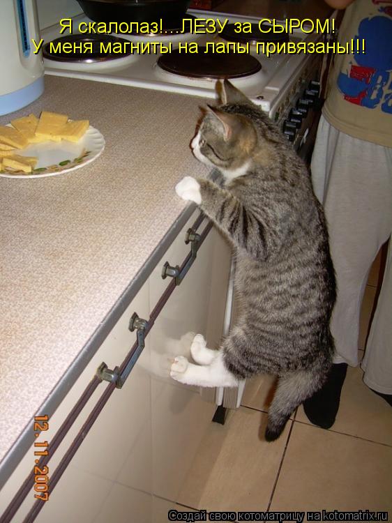 Я скалолаз!...ЛЕЗУ за СЫРОМ! У меня магниты на лапы привязаны!!!... Котоматрица: Я скалолаз!...ЛЕЗУ за СЫРОМ! У меня магниты на лапы привязаны!!!