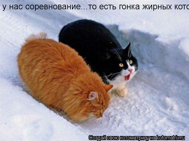у нас соревнование...то есть гонка жирных котов... Котоматрица: у нас соревнование...то есть гонка жирных котов