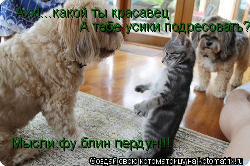 Ахх!...какой ты красавец А тебе усики подресовать? Мысли:фу блин пердун!!!... Котоматрица: Ахх!...какой ты красавец А тебе усики подресовать? Мысли:фу блин пердун!!!